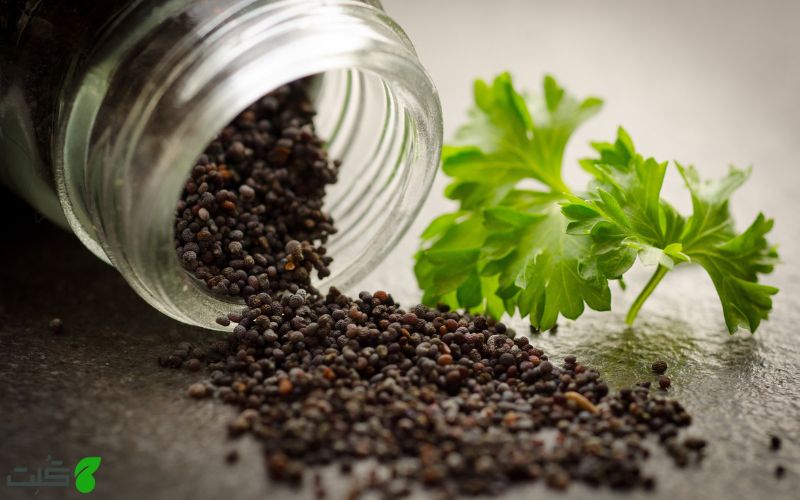 قبل از خرید بذر سبزیجات