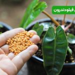 نحوه کوددهی فیلودندرون | راز برگ‌ های سبز و رشد سریع این گیاه لوکس