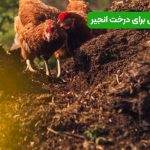 کود مرغی برای درخت انجیر | نحوه و میزان مصرف