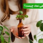گل قاشقی نماد چیست؟ | نماد گل قاشقی در خانه