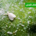آفت خاک گلدان