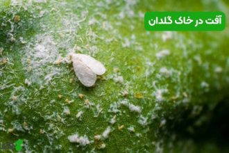 آفت خاک گلدان