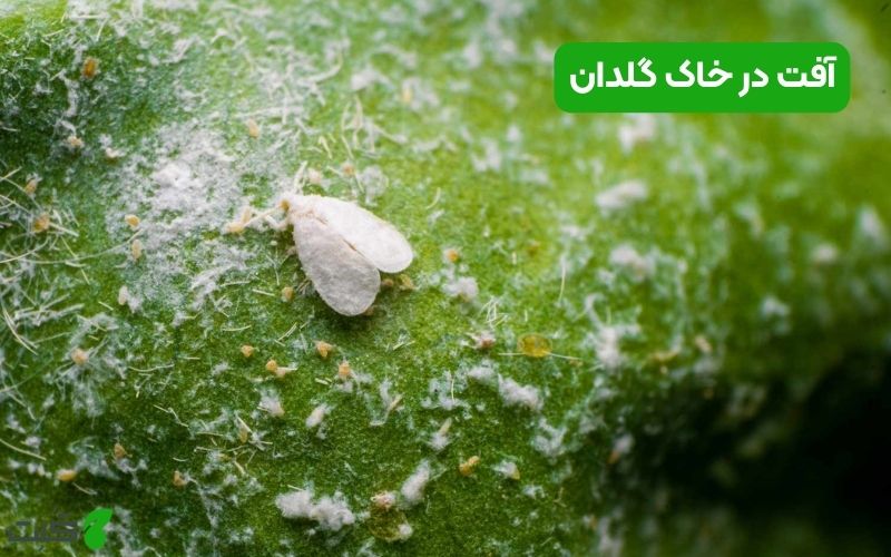 آفت خاک گلدان