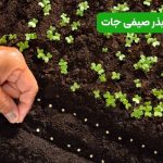 راهنمای کامل انتخاب بذر صیفی جات | از خرید تا کاشت موفق