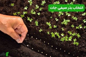 راهنمای کامل انتخاب بذر صیفی‌ جات