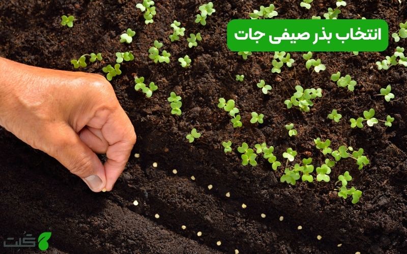 راهنمای کامل انتخاب بذر صیفی‌ جات