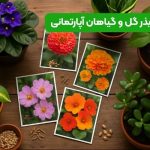 راهنمای کامل انتخاب بذر گل و گیاهان آپارتمانی
