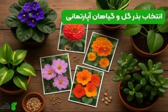 راهنمای کامل انتخاب بذر گل و گیاهان آپارتمانی