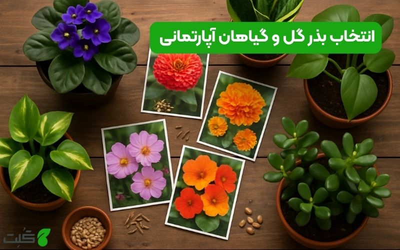 راهنمای کامل انتخاب بذر گل و گیاهان آپارتمانی