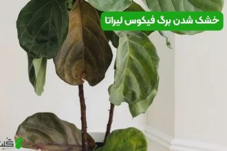 خشک شدن برگ فیکوس لیراتا