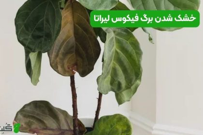 خشک شدن برگ فیکوس لیراتا