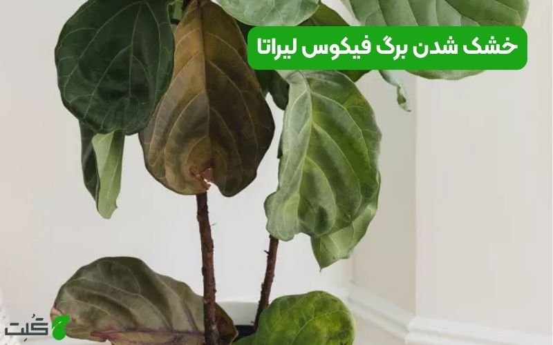 خشک شدن برگ فیکوس لیراتا