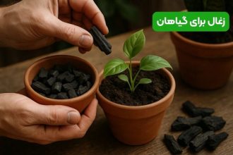 زغال برای گیاهان