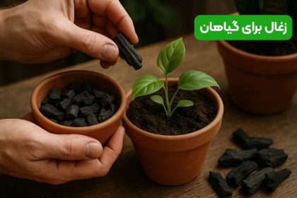 زغال برای گیاهان