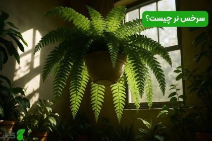 سرخس نر چیست؟