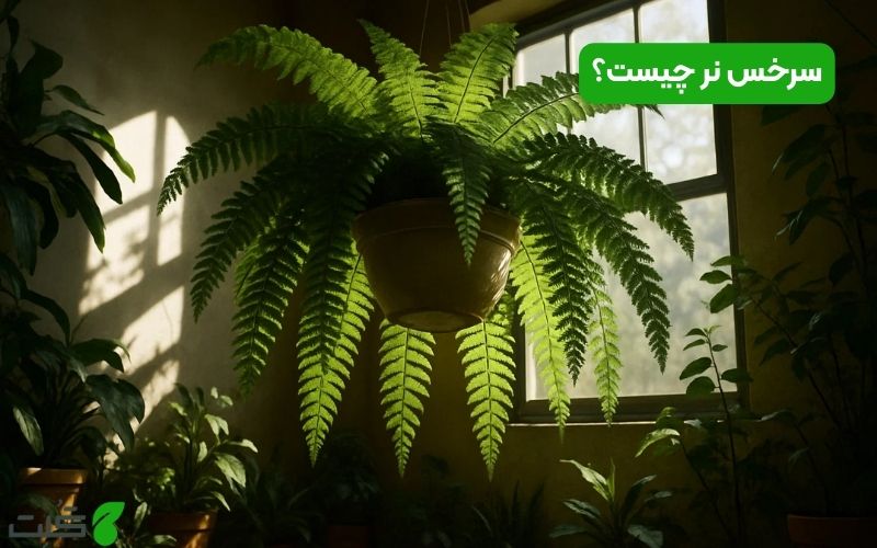 سرخس نر چیست؟
