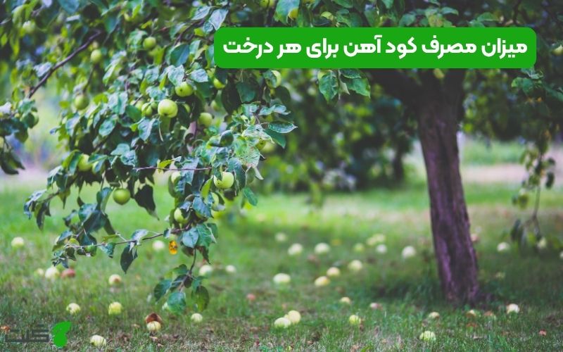 میزان مصرف کود آهن برای هر درخت