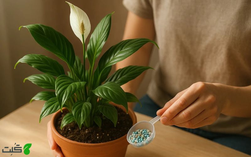 نحوه کوددهی اسپاتی فیلوم
