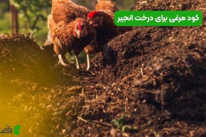 کود مرغی برای درخت انجیر