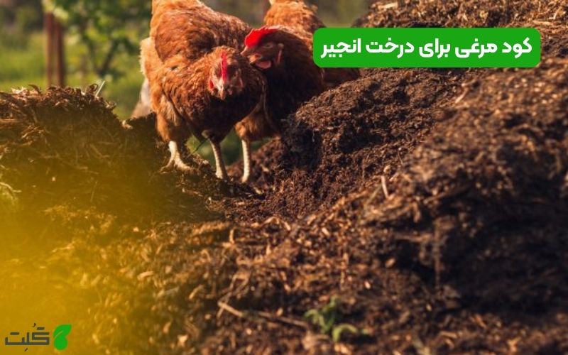کود مرغی برای درخت انجیر