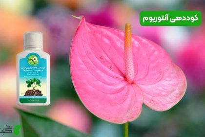 کوددهی آنتوریوم