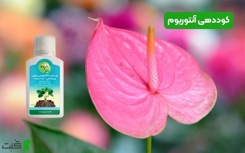 کوددهی آنتوریوم
