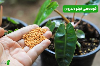 کوددهی فیلودندرون