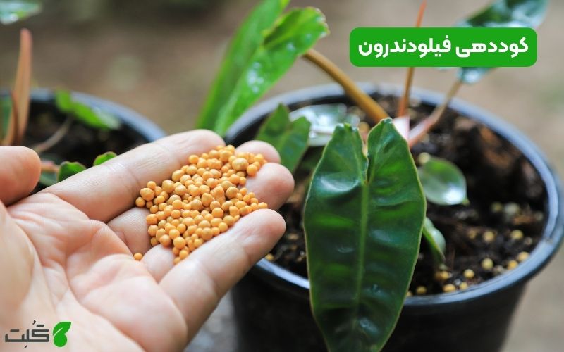 کوددهی فیلودندرون
