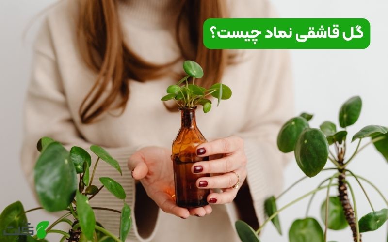 گل قاشقی نماد چیست؟