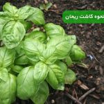 آموزش نحوه کاشت ریحان در گلدان و باغچه به ساده‌ ترین روش