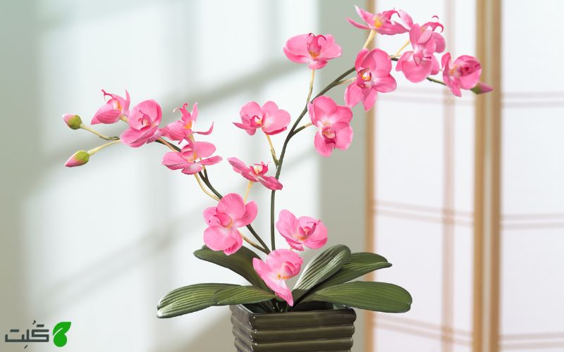 خصوصیات ظاهری گل ارکیده