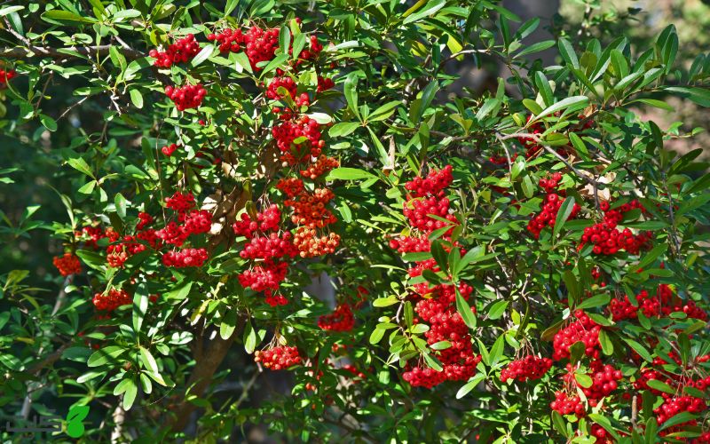 معرفی گیاه پیراکانتا