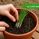 نحوه کاشت تره تازه و ارگانیک؛ آموزش مرحله به مرحله