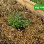 نحوه کاشت پونه در گلدان و باغچه | آموزش صفر تا صد نگهداری و تکثیر