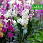 نگهداری گل ارکیده | ترفند های داشتن ارکیده همیشه شاداب