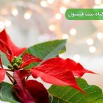 نگهداری گیاه بنت قنسول؛ راهنمای کامل شرایط، آبیاری و مراقبت در خانه
