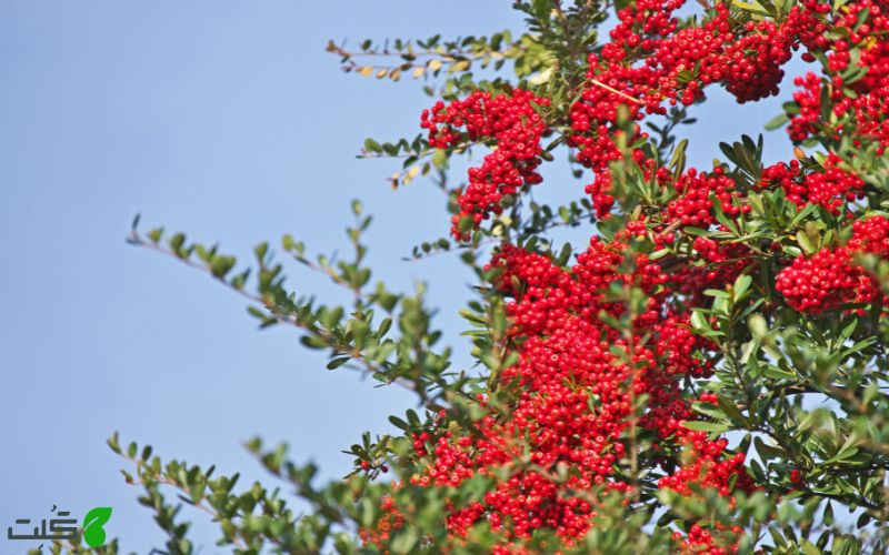 نگهداری گیاه پیراکانتا