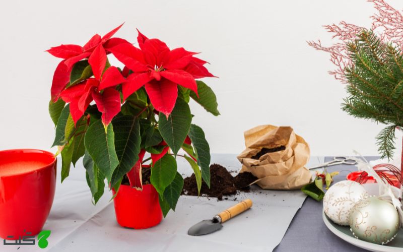 کوددهی گیاه بنت قنسول