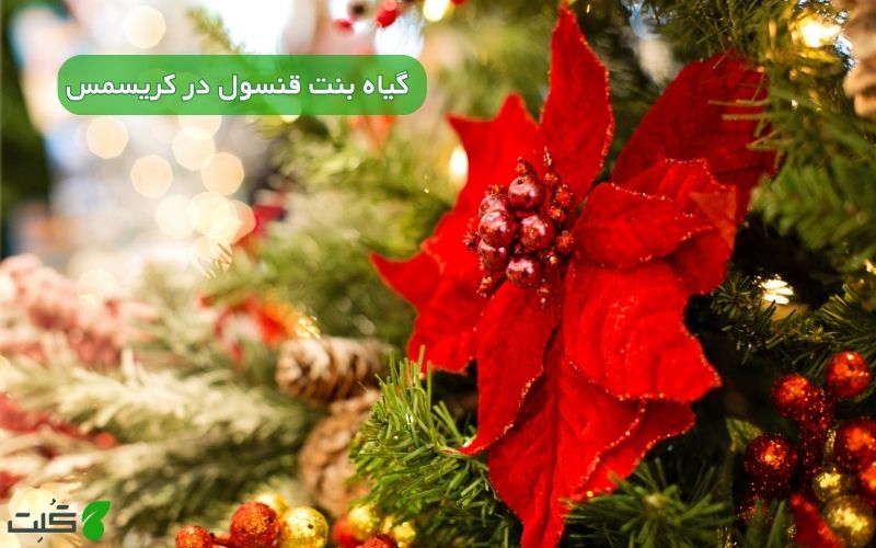  گیاه بنت قنسول در کریسمس