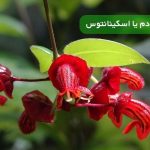 گیاه خر دم یا اسکینانتوس | راز داشتن گلدانی خاص و همیشه سرسبز در خانه