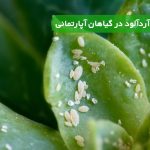 شپشک آردآلود در گیاهان آپارتمانی