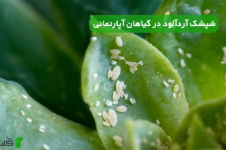 شپشک آردآلود در گیاهان آپارتمانی