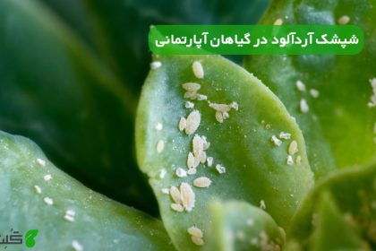شپشک آردآلود در گیاهان آپارتمانی
