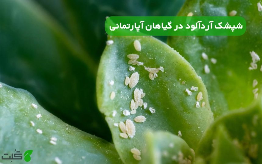 شپشک آردآلود در گیاهان آپارتمانی