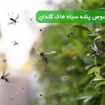 سم مخصوص پشه سیاه خاک گلدان