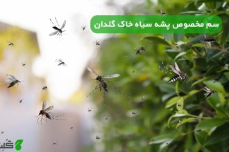 سم مخصوص پشه سیاه خاک گلدان