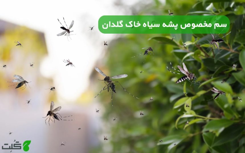 سم مخصوص پشه سیاه خاک گلدان