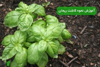 آموزش نحوه کاشت ریحان