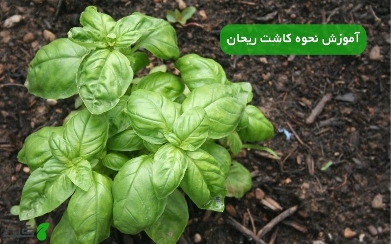 آموزش نحوه کاشت ریحان