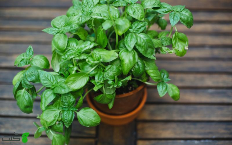 زمان مناسب برای کاشت ریحان